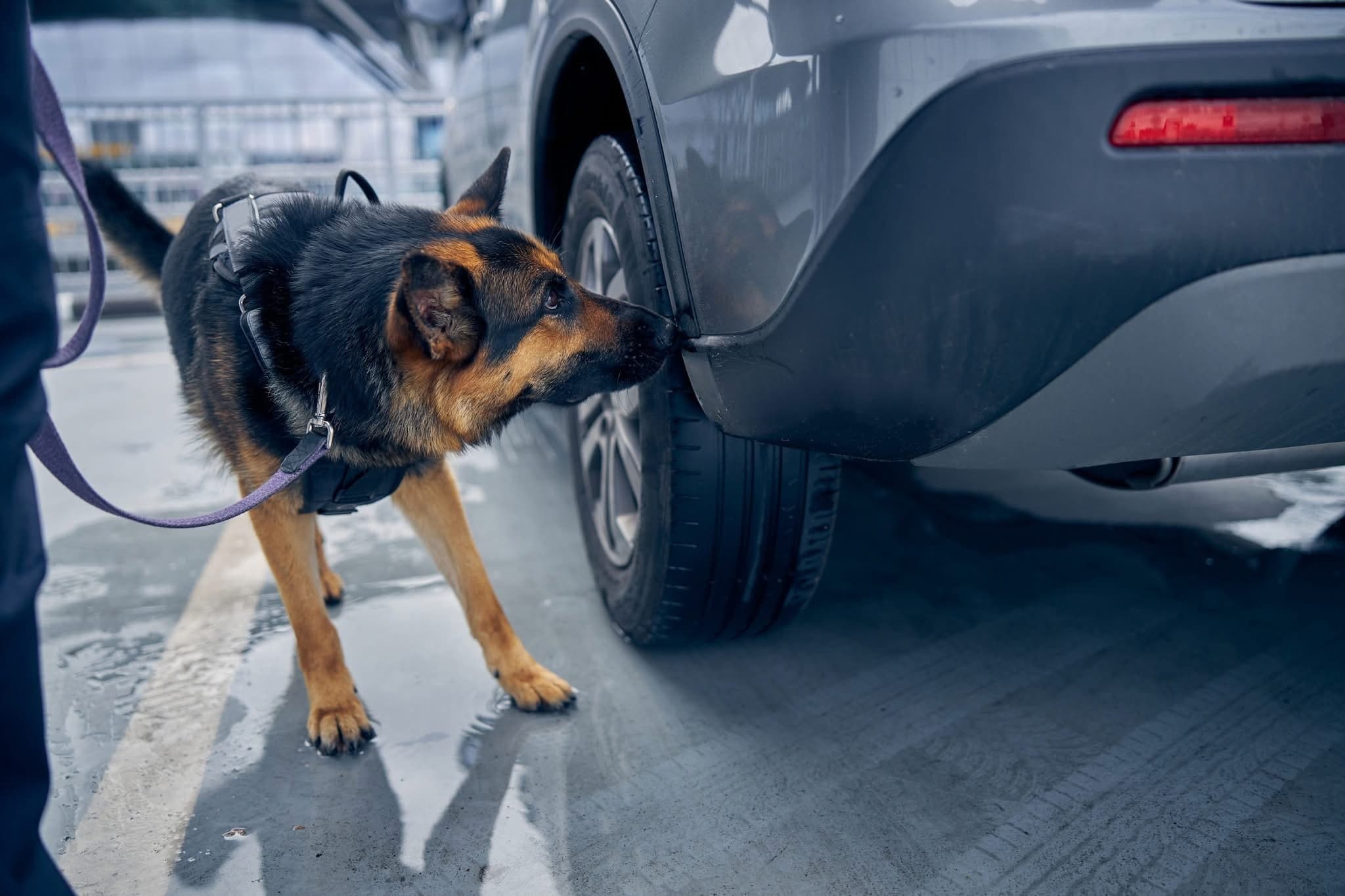 Hund søker på bil