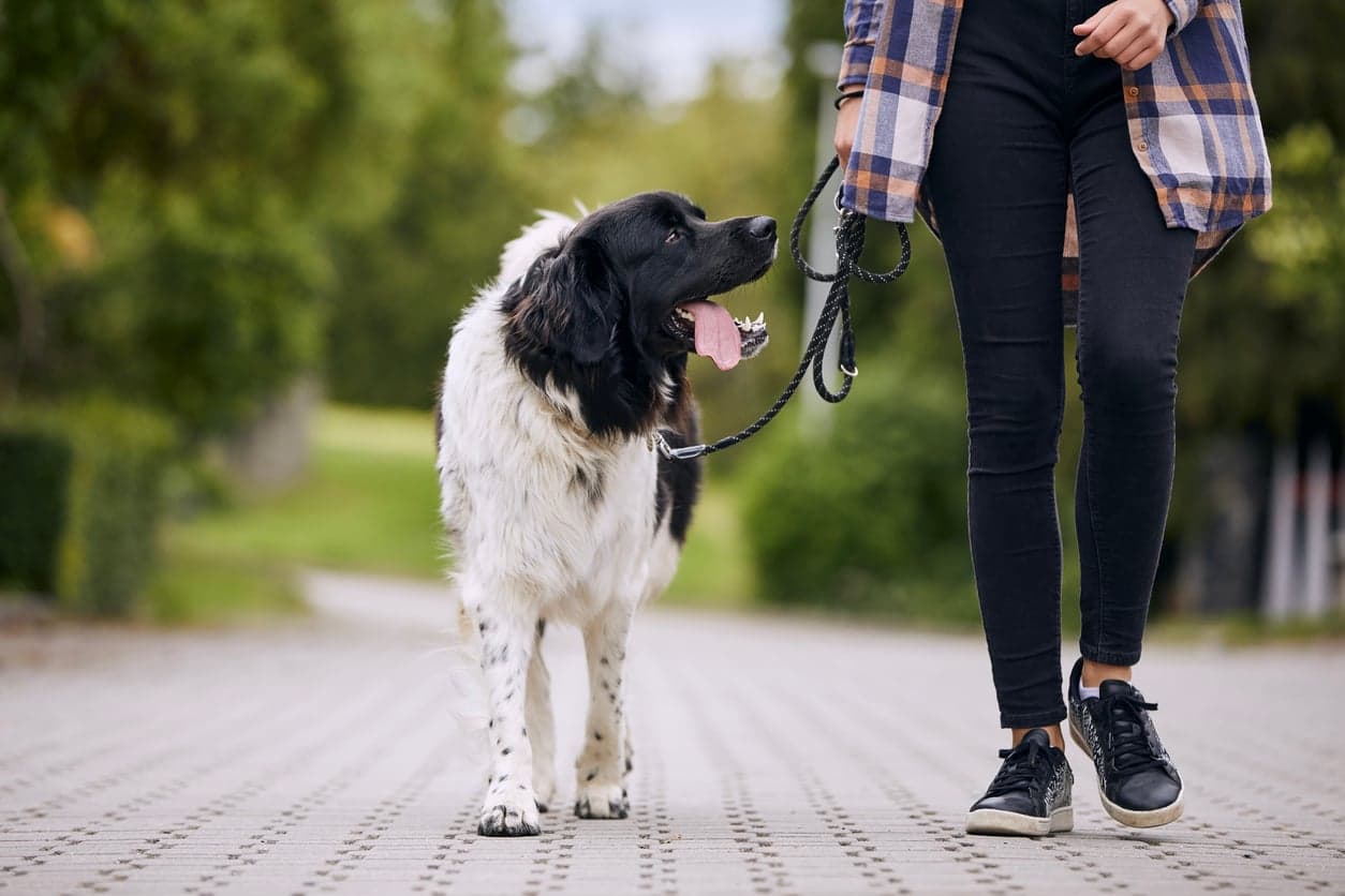 Gå pent i bånd – kontakt, ro og samarbeid på tur!