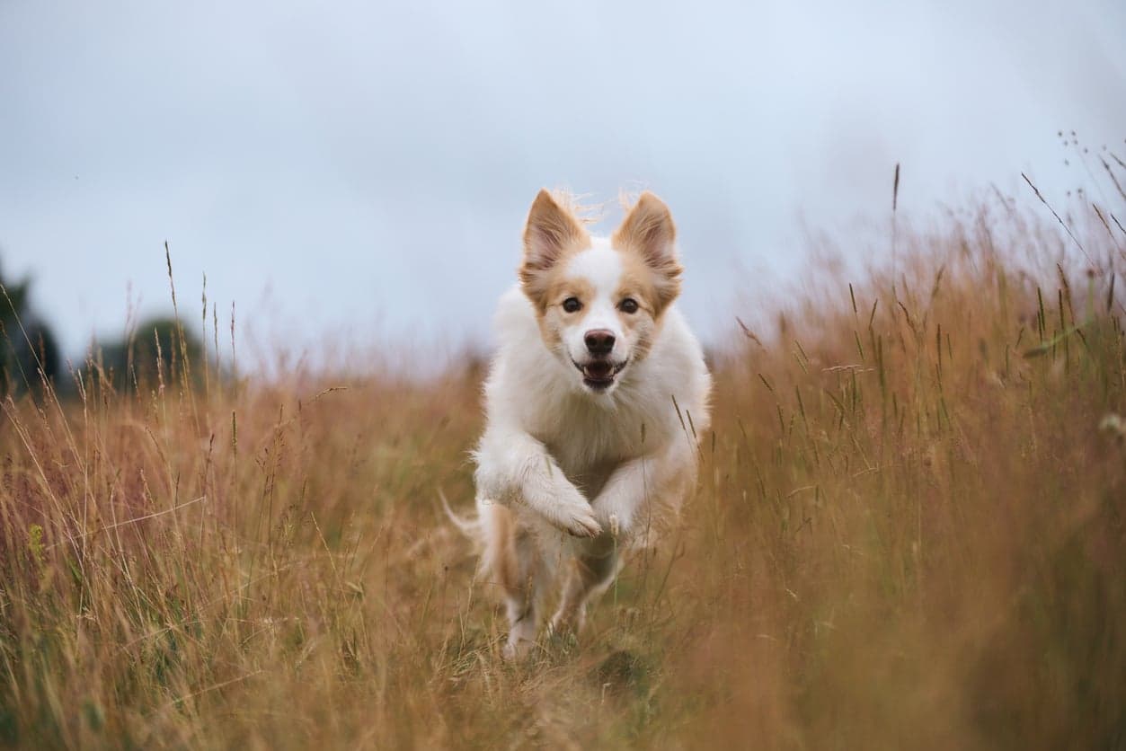 Hund som løper