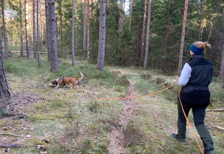 Skills Hundetrening (Telemark)