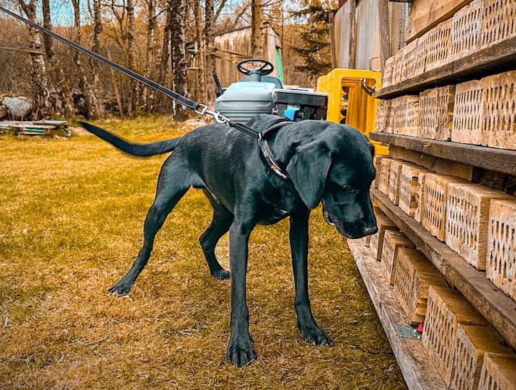 Hund som markere