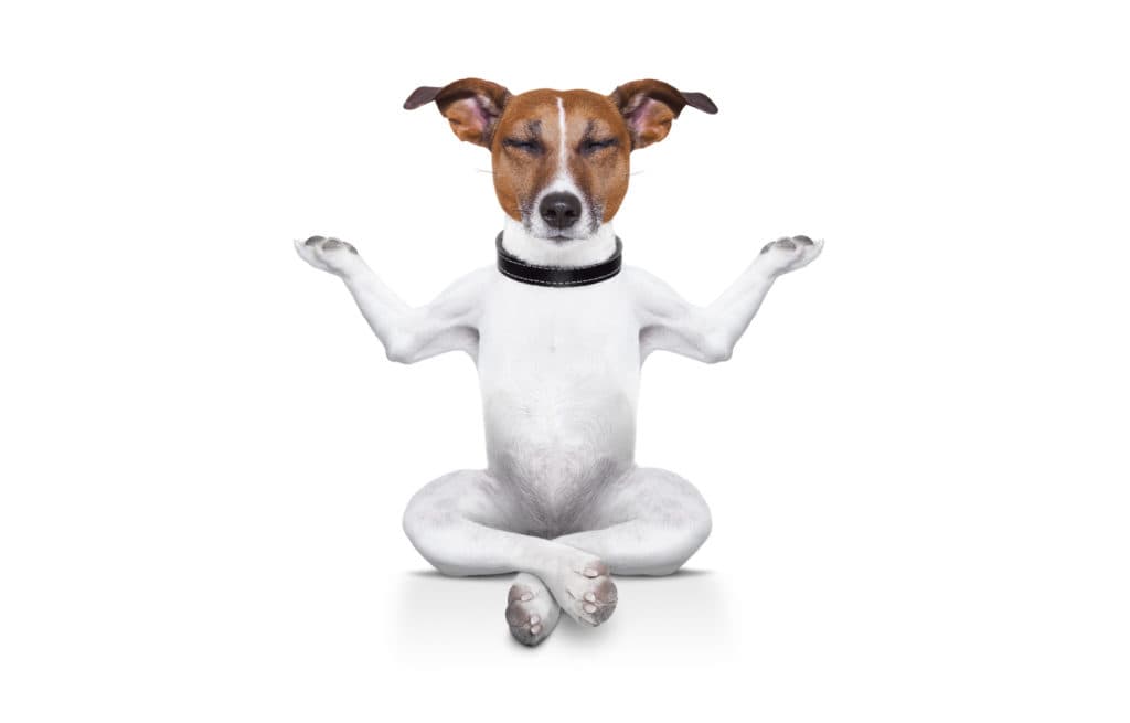 Første økt med doggie-zen