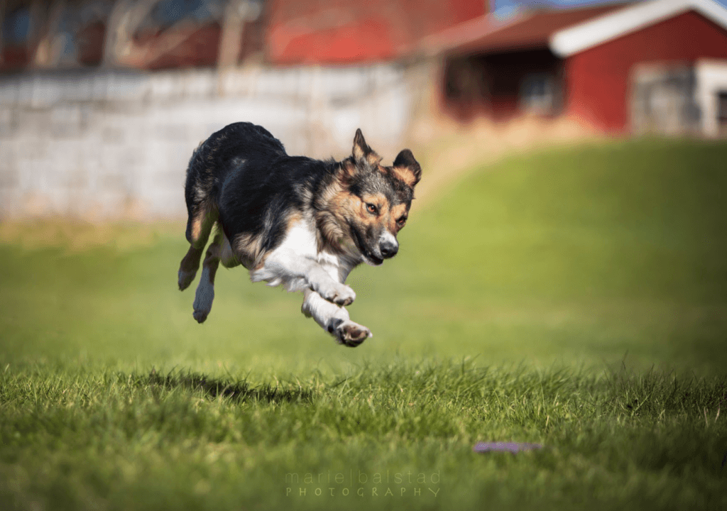 Hvordan bygge en stabil konkurransehund?