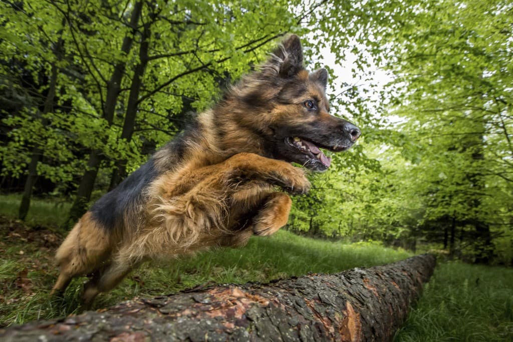 Instruktørutdannelse hos Canis