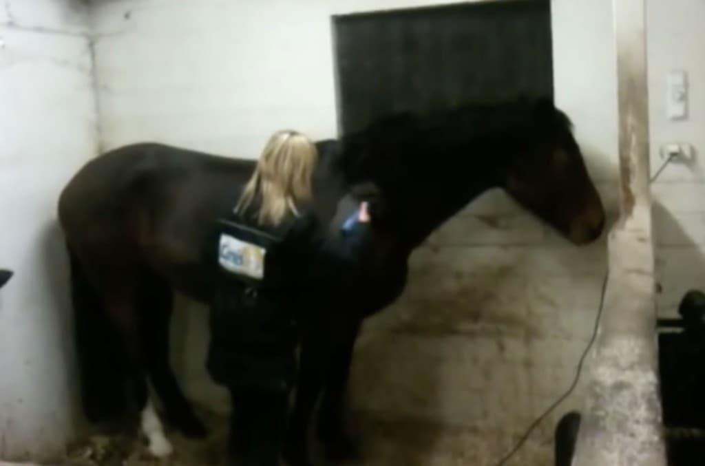 Klipping av hest på klikkermåten