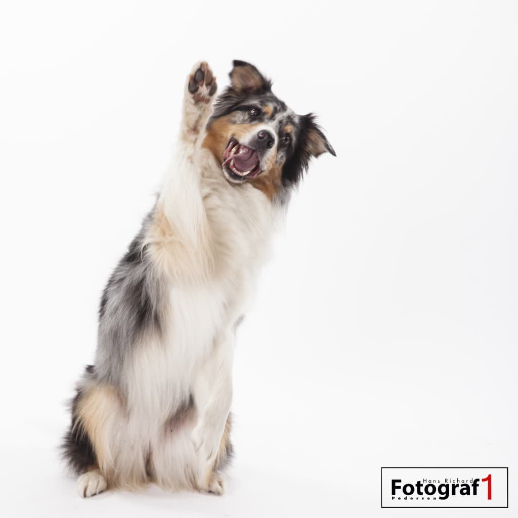 Samtale med hund etter noen glass rødvin